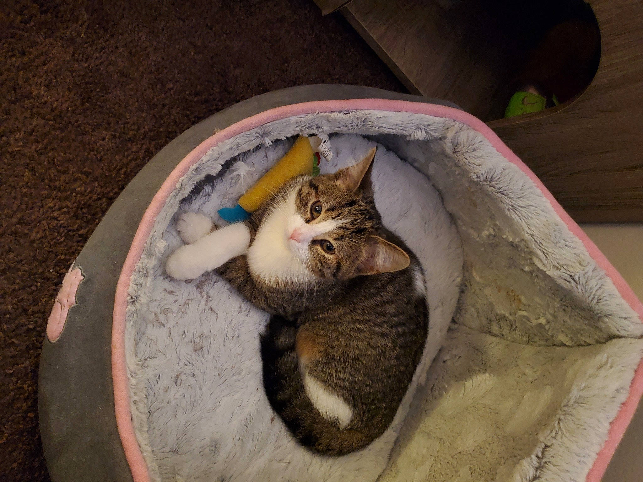 Sisu is registered to the contest to win money with this photo: asphalt, basket, box, cardboard, carnivore, cat, cat_bed, cat_supply, comfort, domestic_short_haired_cat, felidae, fur, grey, paw, road_surface, small_to_medium_sized_cats, snout, tail, whiskers, wood