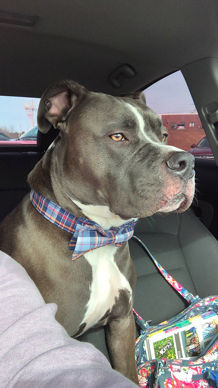 Banner joined the competition — help win amazing prizes! american_pit_bull_terrier, american_staffordshire_terrier, bandog, canidae, carnivore, collar, dog, dog_breed, dog_collar, fawn, mammal, molosser, non_sporting_group, pit_bull, rare_breed_dog, snout, sporting_group, staffordshire_bull_terrier