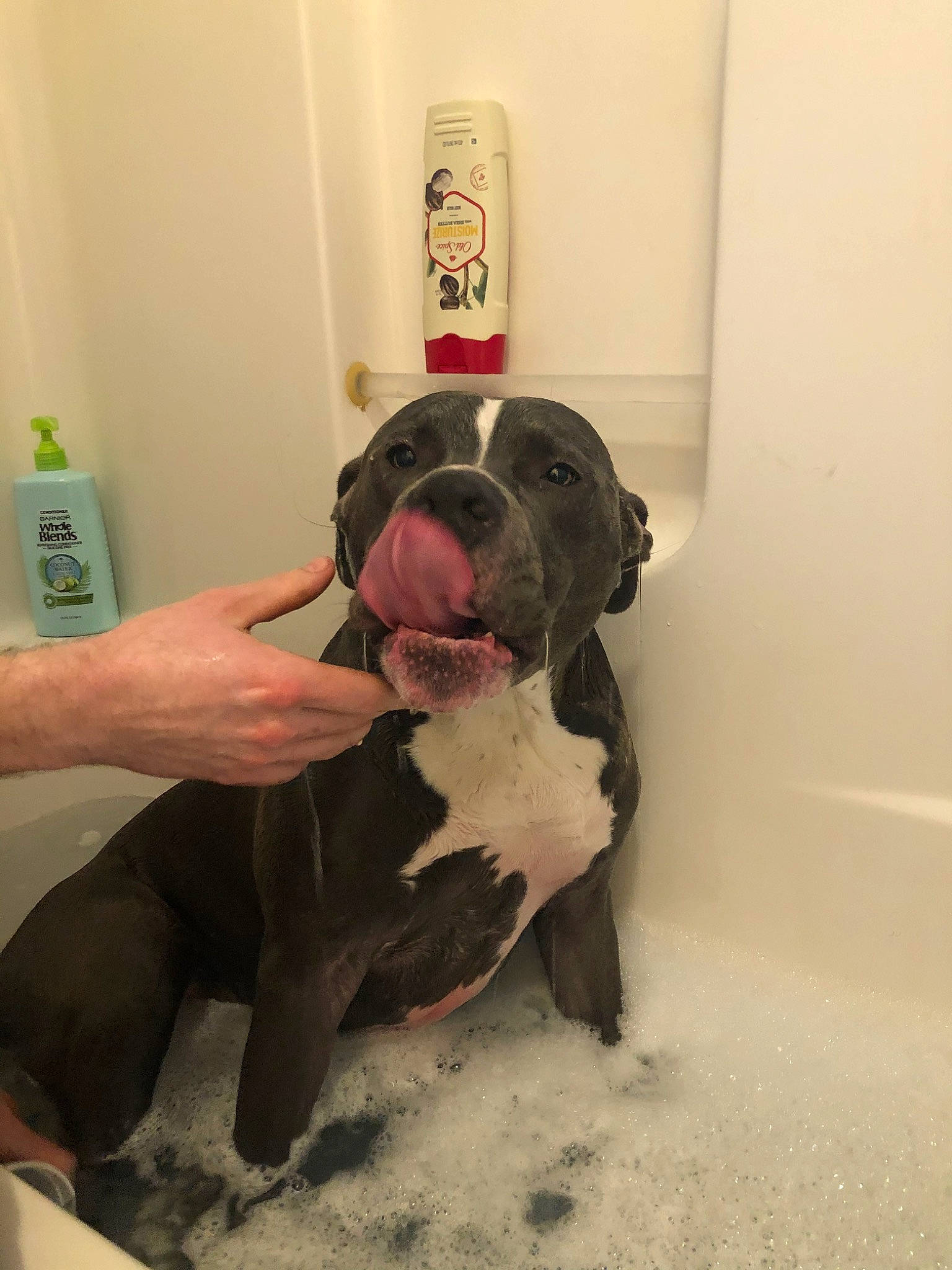 Banner is registered to the contest to win money with this photo: american_bulldog, american_pit_bull_terrier, bulldog, canidae, carnivore, dog, dog_breed, ear, fawn, non_sporting_group, old_english_bulldog, olde_english_bulldogge, pit_bull, rare_breed_dog, skin, snout, sporting_group, valley_bulldog