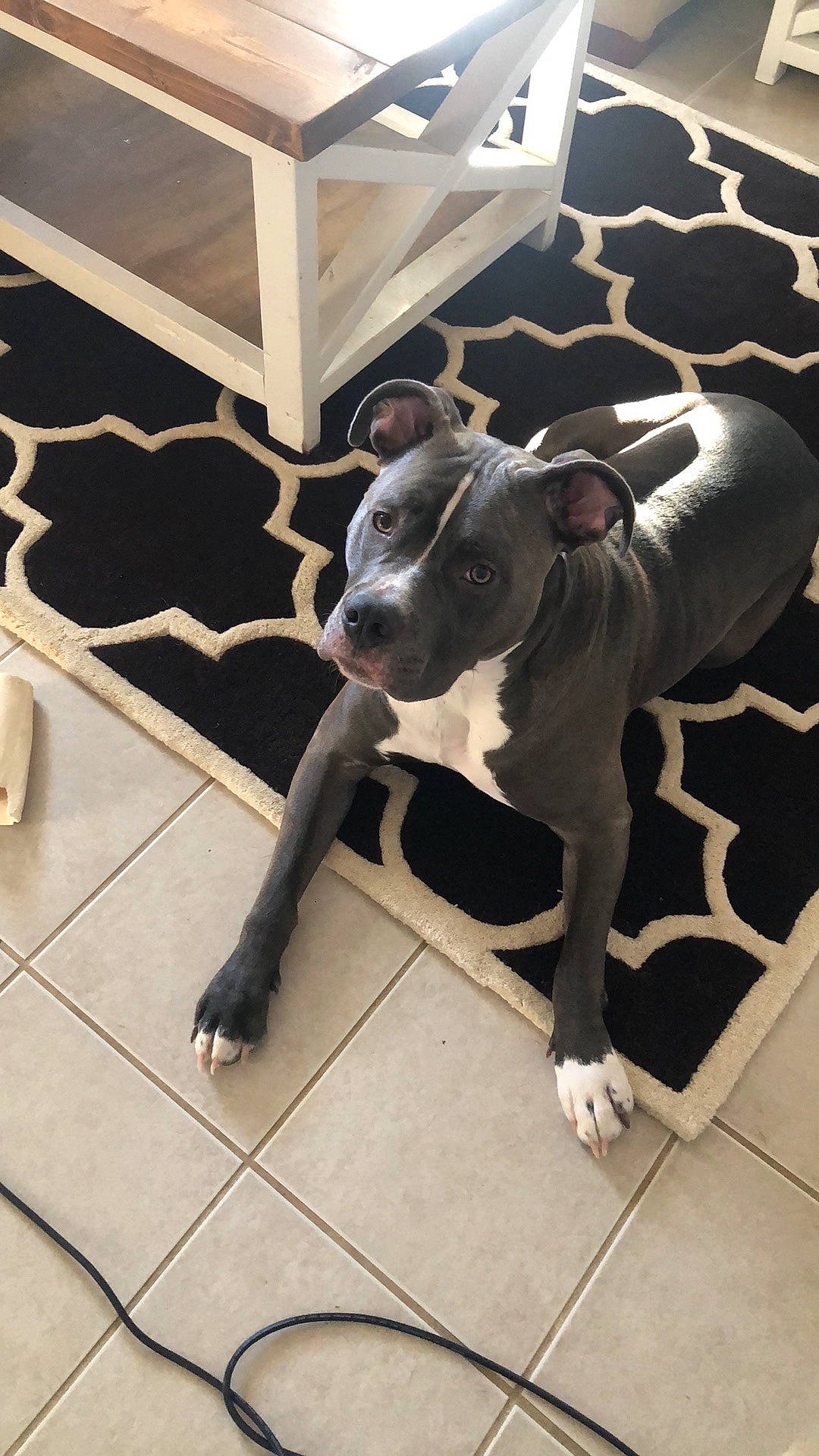 Banner joined the competition — help win amazing prizes! american_bulldog, american_pit_bull_terrier, american_staffordshire_terrier, bully_kutta, canidae, carnivore, dog, dog_breed, fawn, mammal, non_sporting_group, pit_bull, snout, sporting_group, staffordshire_bull_terrier, tail