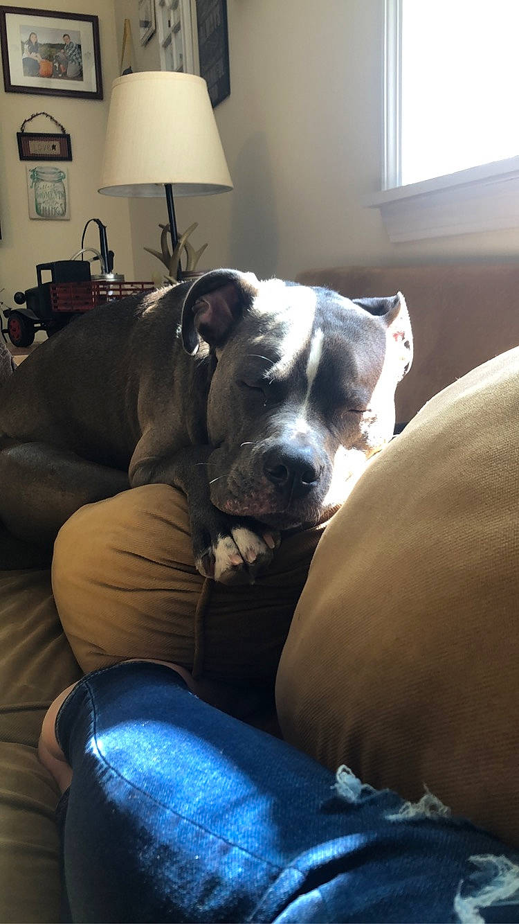 Banner joined the competition — help win amazing prizes! american_bulldog, american_pit_bull_terrier, american_staffordshire_terrier, canidae, carnivore, companion_dog, couch, dog, dog_breed, fawn, furniture, nap, non_sporting_group, pit_bull