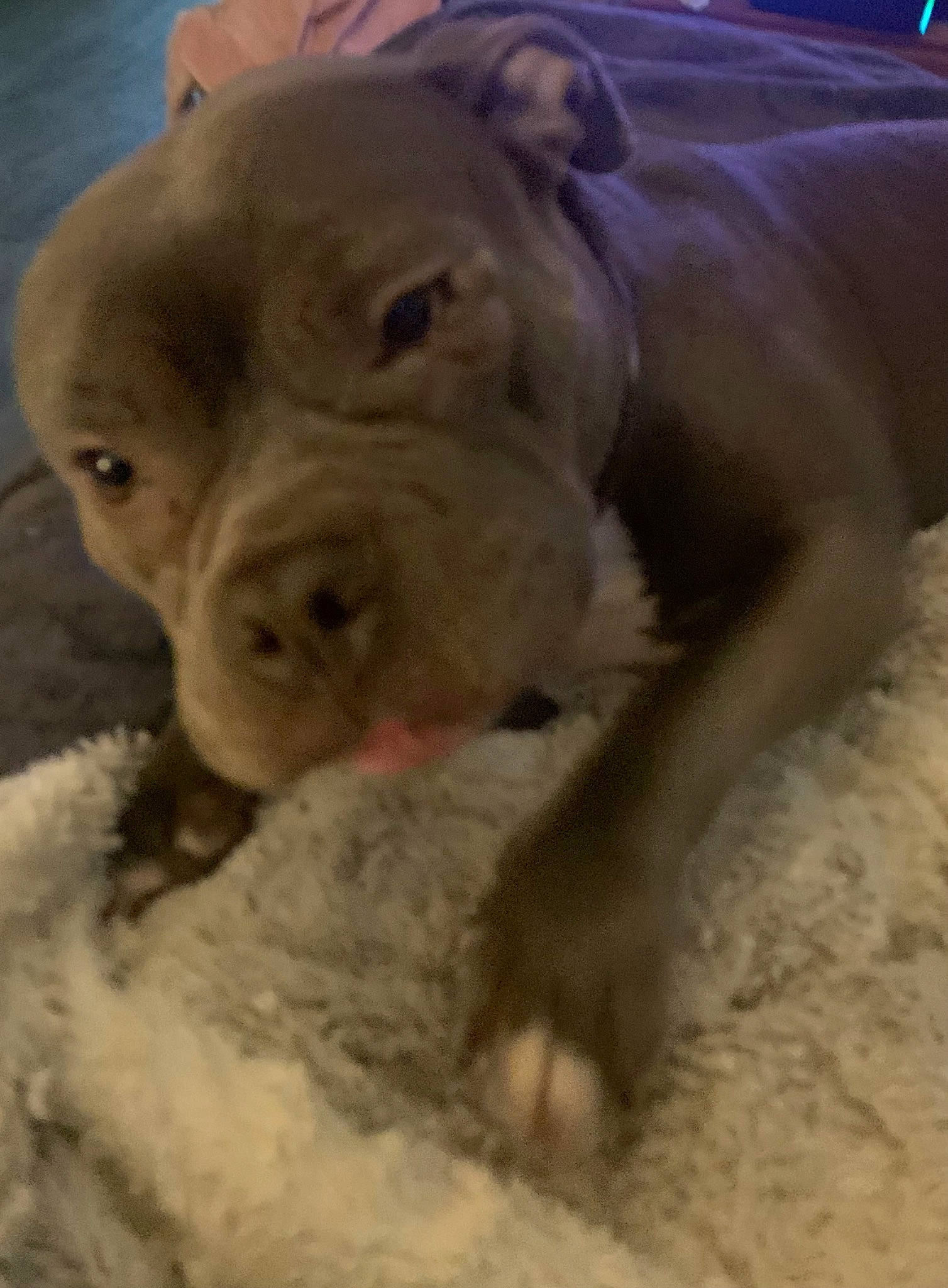 Brooklyn joined the competition — help win amazing prizes! canidae, carnivore, dog_breed, fawn, fur, jaw, non_sporting_group, snout, sporting_group, suidae, terrestrial_animal, whiskers, wildlife, wrinkle