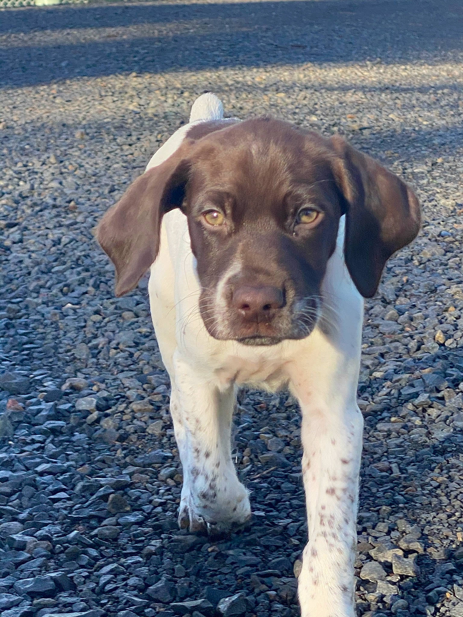 Corona joined the competition — help win amazing prizes! beach, canidae, carnivore, companion_dog, dog, dog_breed, fawn, hunting_dog, liver, sand, snout, soil, sporting_group, tail, water, whiskers, working_animal