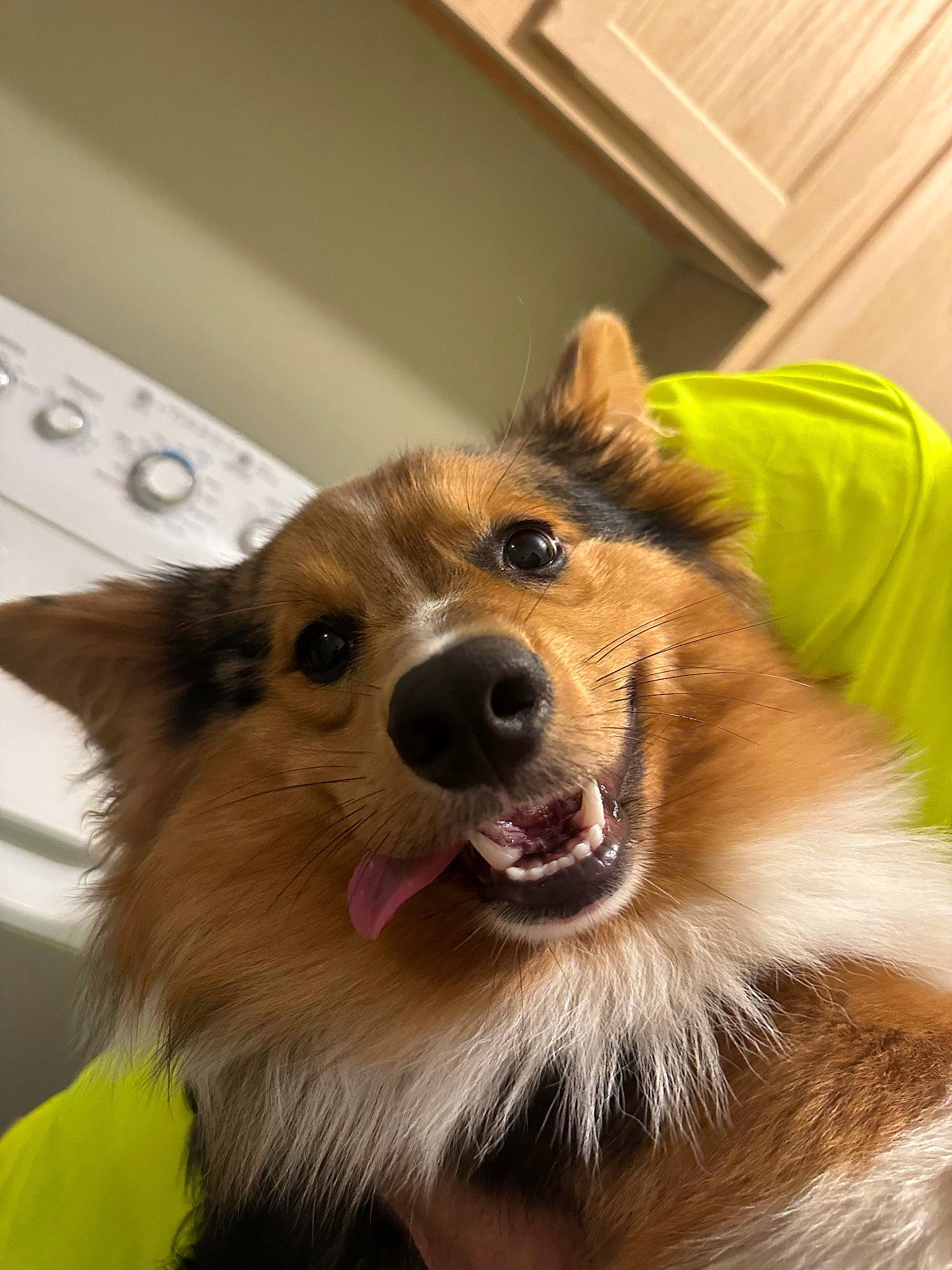 Theo joined the competition — help win amazing prizes! canidae, carnivore, collar, companion_dog, dog, dog_breed, dog_supply, ear, fang, fawn, fur, head, iris, jaw, plant, scotch_collie, snout, sporting_group, whiskers, working_dog