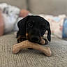 Bucatini is registered to the contest to win money with this photo: animal, black_and_tan, bone, canine, chewing, closeup, couch, cute, dog, ears, fur, home, indoor, laying, nose, pet, puppy, snout, soft_focus, young