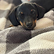 Bucatini is registered to the contest to win money with this photo: animal, black_and_tan, blanket, close_up, comfort, cozy, cute, dog, fur, hand, indoor, pet, portrait, puppy, relaxation, resting, sleepy, soft_texture, winking, young_dog