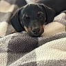 animal, black_and_tan, blanket, close_up, comfort, cozy, cute, dog, fur, hand, indoor, pet, portrait, puppy, relaxation, resting, sleepy, soft_texture, winking, young_dog