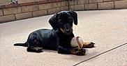 Bucatini joined the competition — help win amazing prizes! animal, baseball, black_dog, brick, cute, dog, fence, flower, outdoor, patio, paw, pet, playful, puppy, relaxed, small_dog, summer, tan_markings, toy, young_dog