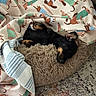 Bucatini is registered to the contest to win money with this photo: animal, bed, black, blanket, carpet, comfort, cozy, cute, dachshund, dog, fluffy, fur, home, indoor, nap, pattern, relax, resting, sleeping, tan