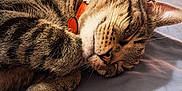 Krueger joined the competition — help win amazing prizes! cat, tabby_cat, sleeping, bed, blanket, collar, feline, fur, whiskers, indoor, cozy, resting, domestic_animal, pet, animal, closeup, bedroom, furniture, soft, relaxing