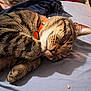 cat, tabby_cat, sleeping, bed, blanket, collar, feline, fur, whiskers, indoor, cozy, resting, domestic_animal, pet, animal, closeup, bedroom, furniture, soft, relaxing