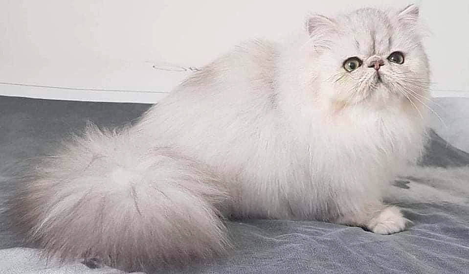 Empire a rejoint le concours — aidez-le/la à gagner de superbes lots ! british_longhair, carnivore, cat, event, felidae, fur, paw, persian, small_to_medium_sized_cats, snout, terrestrial_animal, whiskers