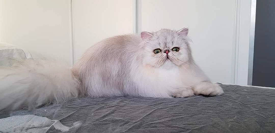 Empire participe au concours pour gagner de l'argent avec cette photo : birman, british_longhair, carnivore, cat, claw, comfort, fawn, felidae, fur, grey, paw, sitting, small_to_medium_sized_cats, snout, tail, terrestrial_animal, whiskers, window