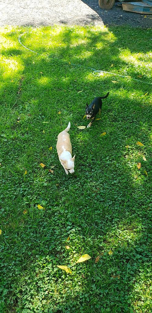 Precious joined the competition — help win amazing prizes! beak, bird, flooring, garden, grass, grassland, groundcover, natural_landscape, pasture, people_in_nature, plant, shadow, shrub, soil, sporting_group, tail, tree, water_bird, wildlife, yard