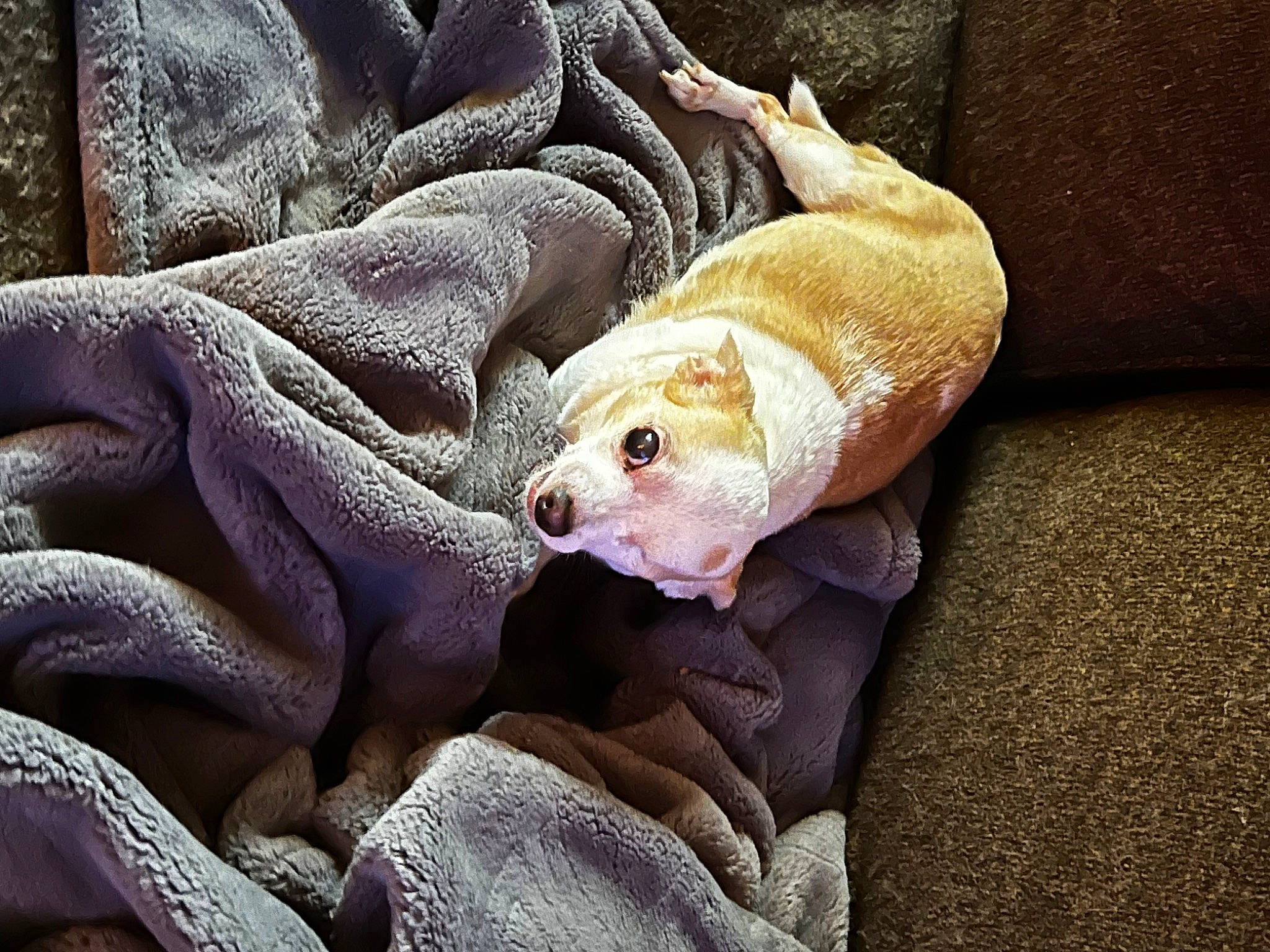 Precious joined the competition — help win amazing prizes! blanket, canidae, carnivore, comfort, companion_dog, dog_breed, fawn, felidae, fur, linens, mammal, paw, snout, sporting_group, tail, terrestrial_animal, vertebrate, whiskers