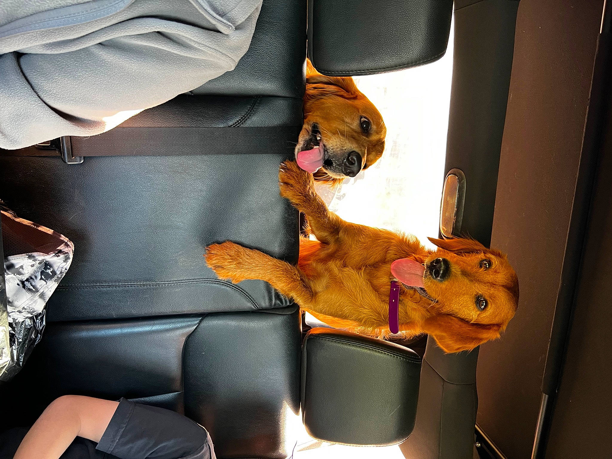 Lucky joined the competition — help win amazing prizes! auto_part, automotive_design, automotive_exterior, automotive_lighting, bag, car_seat, car_seat_cover, carmine, comfort, eyewear, head_restraint, motor_vehicle, orange, personal_luxury_car, personal_protective_equipment, sleeve, stuffed_toy, sunglasses, toy, vehicle_door