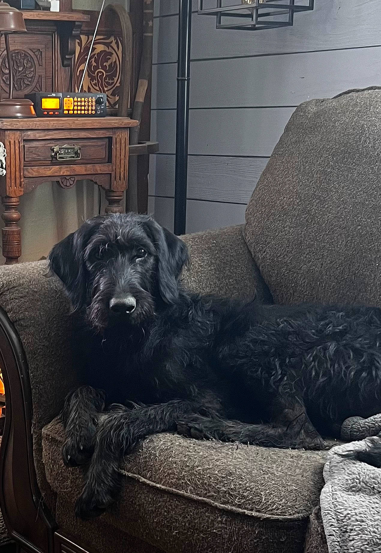 Tropper joined the competition — help win amazing prizes! art, automotive_tire, cabinetry, carnivore, chair, comfort, companion_dog, couch, dog, dog_breed, door, drawer, flooring, grey, living_room, metal, room, tints_and_shades, wood, working_animal