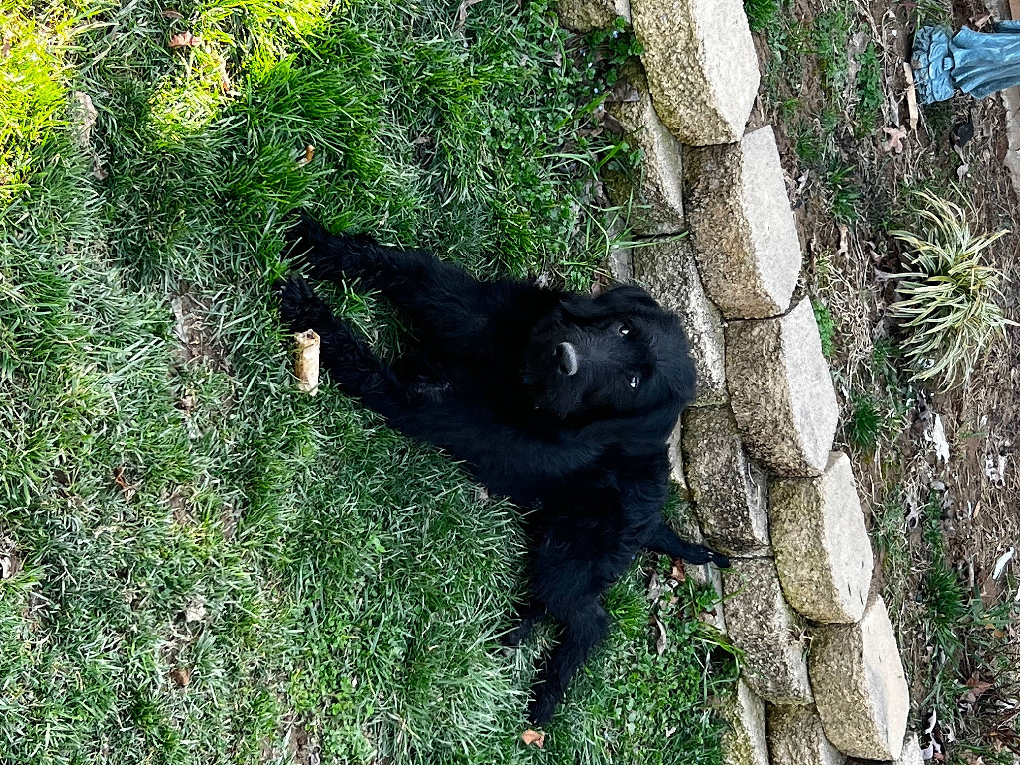 Tropper joined the competition — help win amazing prizes! borador, canidae, carnivore, companion_dog, dog, dog_breed, fur, grass, groundcover, herbaceous_plant, plant, shadow, shrub, soil, sporting_group, tail, terrestrial_animal, trunk, working_animal