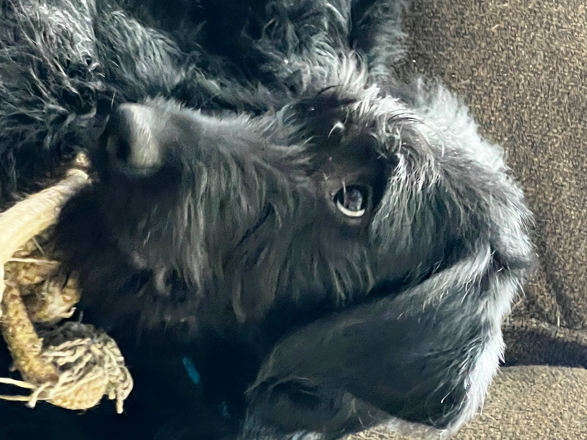 Tropper is registered to the contest to win money with this photo: canidae, common_chimpanzee, dog_breed, fur, liver, primate, ratite, sporting_group, terrestrial_animal, whiskers, wildlife, working_animal, zoo