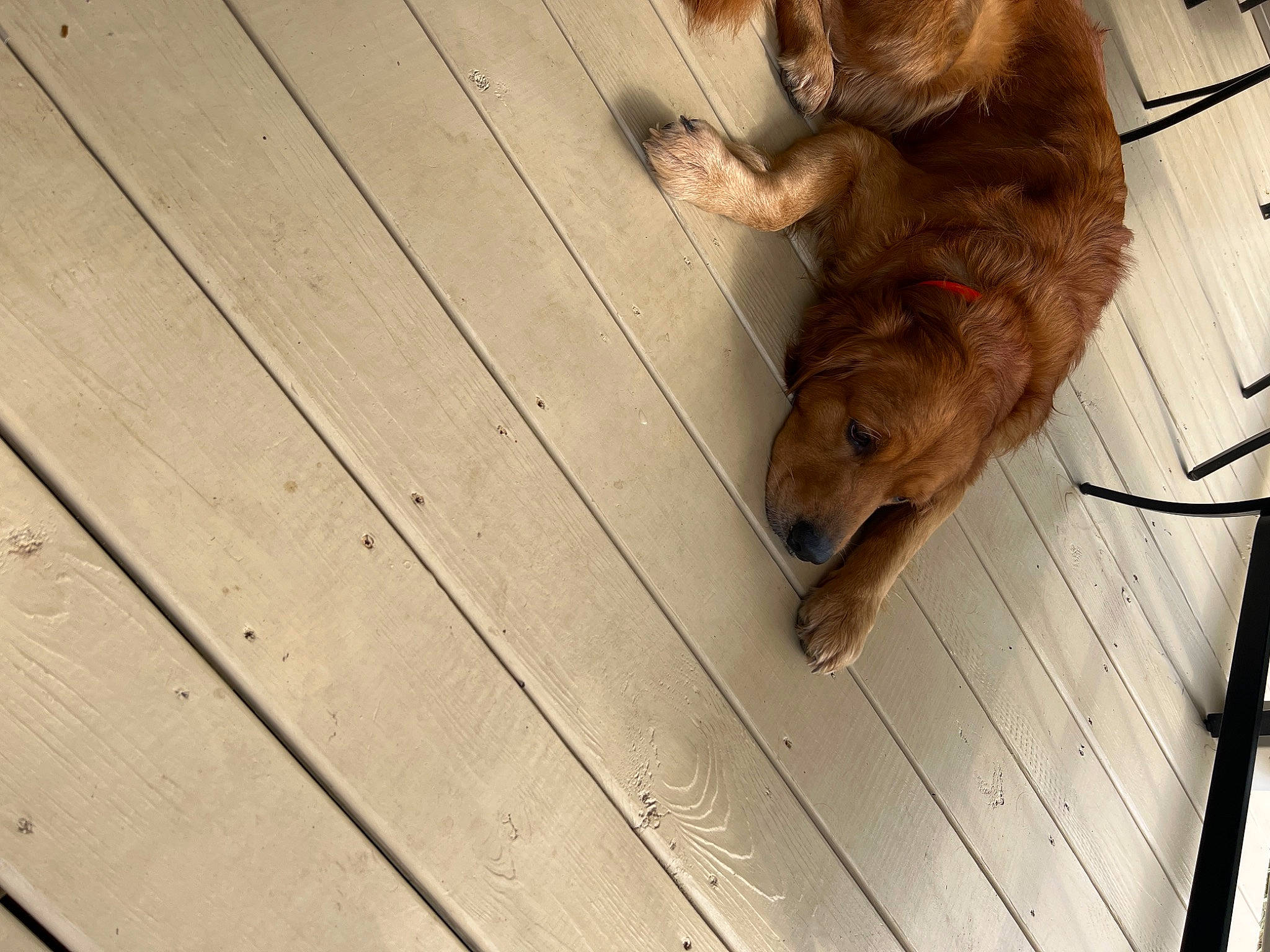 King is registered to the contest to win money with this photo: carnivore, companion_dog, dog, dog_breed, fawn, felidae, flooring, fur, hardwood, lumber, plank, plywood, snout, sporting_group, tail, terrestrial_animal, varnish, whiskers, wood, wood_stain