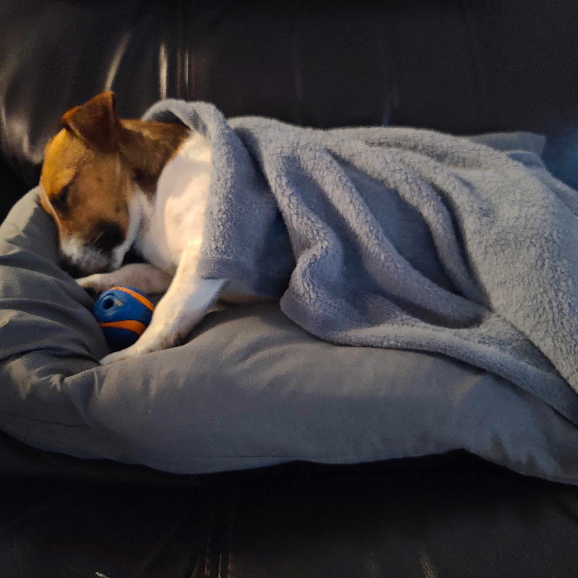 Elliott is registered to the contest to win money with this photo: animal, beagle, blanket, canine, couch, cushion, dog, furniture, homedecor, hound, person, pet, puppy, quilt, sleeping
