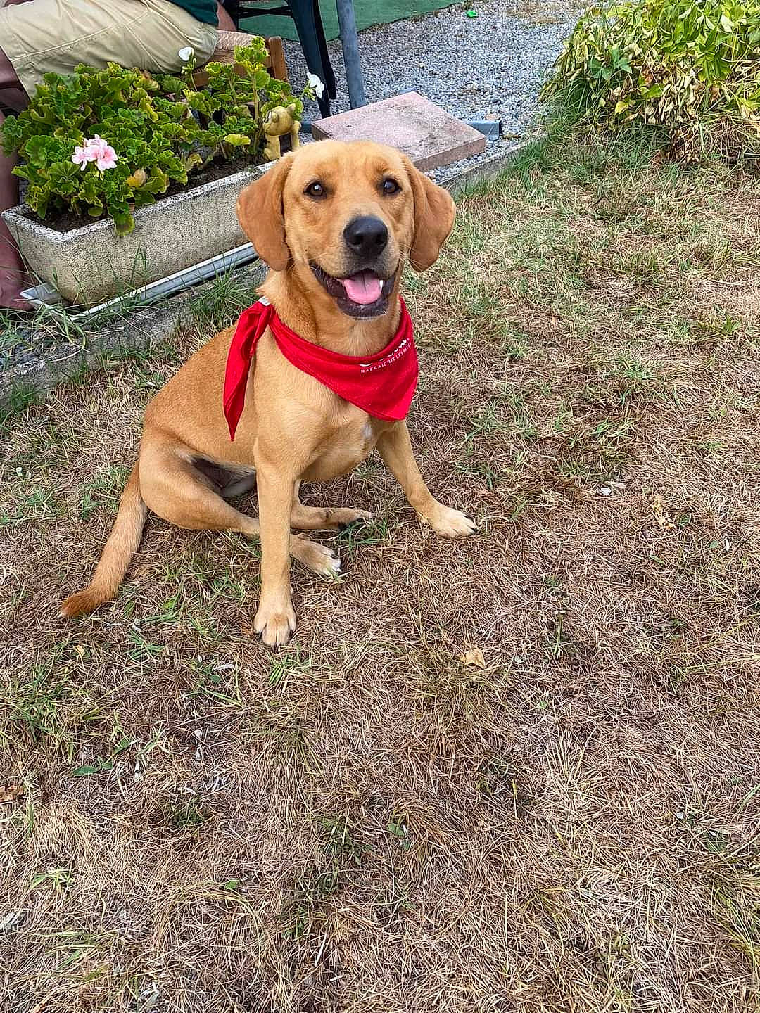 Bella