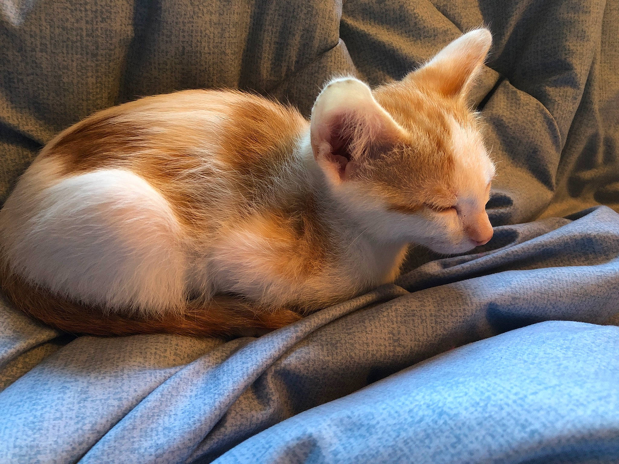 Mango joined the competition — help win amazing prizes! aegean_cat, asian, carnivore, cat, comfort, ear, european_shorthair, fawn, felidae, fur, kitten, mammal, nap, singapura, sleep, small_to_medium_sized_cats, tail, vertebrate, whiskers