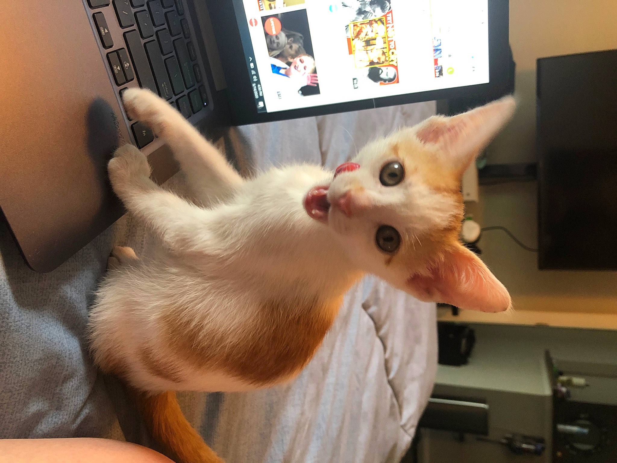 Mango joined the competition — help win amazing prizes! carnivore, cat, colorpoint_shorthair, cornish_rex, ear, fawn, felidae, hand, javanese, khao_manee, kitten, mammal, oriental_longhair, oriental_shorthair, paw, singapura, small_to_medium_sized_cats, turkish_angora, turkish_van, whiskers
