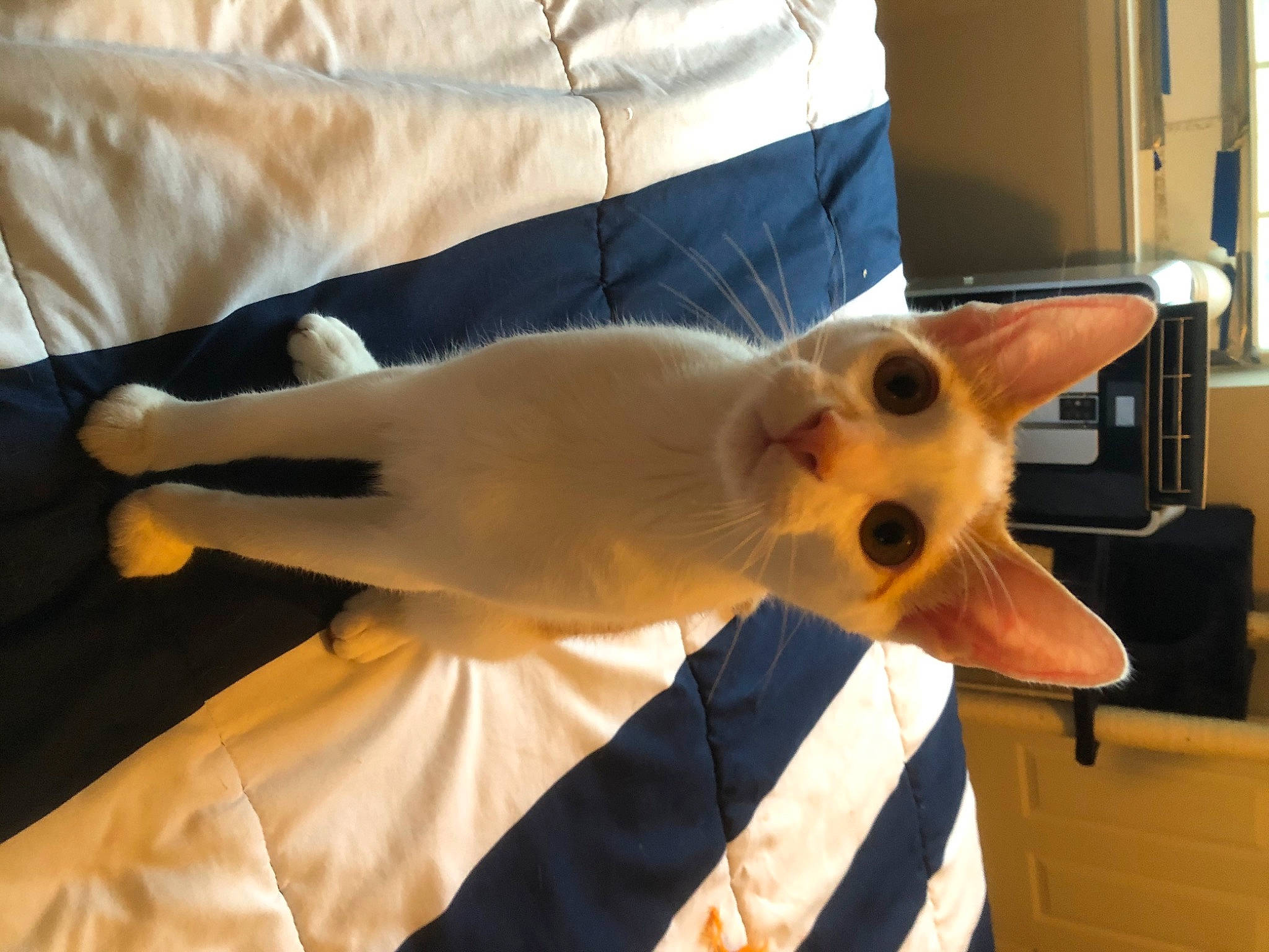 Mango is registered to the contest to win money with this photo: canidae, carnivore, cat, dog_breed, fawn, felidae