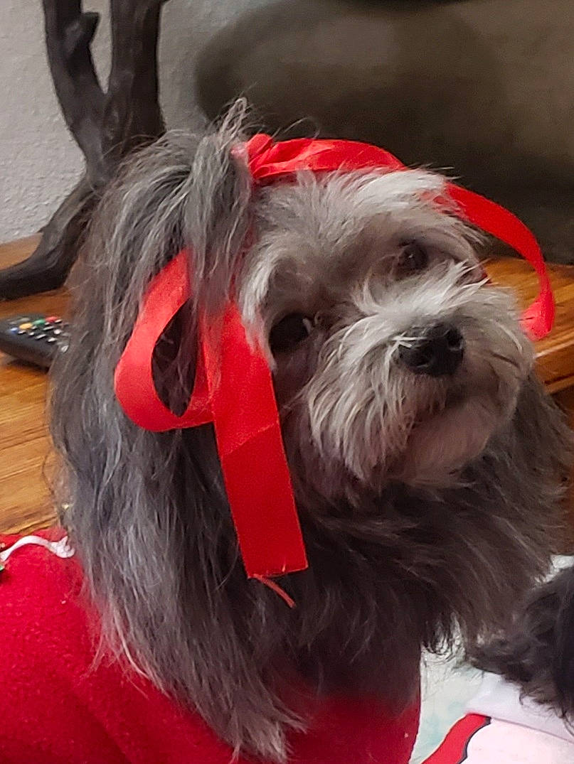 Kc joined the competition — help win amazing prizes! canidae, carmine, carnivore, collar, companion_dog, costume_accessory, dog, dog_breed, dog_clothes, dog_collar, dog_supply, fictional_character, fur, pet_supply, small_terrier, snout, terrier, toy_dog, vertebrate, working_animal