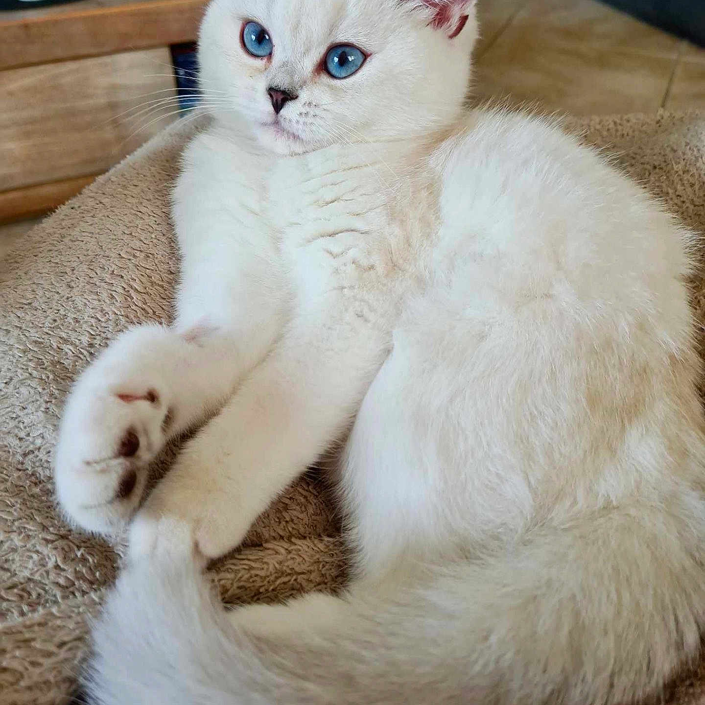 Yuki a rejoint le concours — aidez-le/la à gagner de superbes lots ! abyssinian, angora, animal, blanket, cat, kitten, manx, pet, siamese