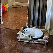 Chloe joined the competition — help win amazing prizes! animal, black_markings, cat, cozy, curtains, decor, door, floor, furniture, home, indoor, looking, mat, pet, play_tunnel, relaxed, resting, sofa, white_cat, wooden_floor