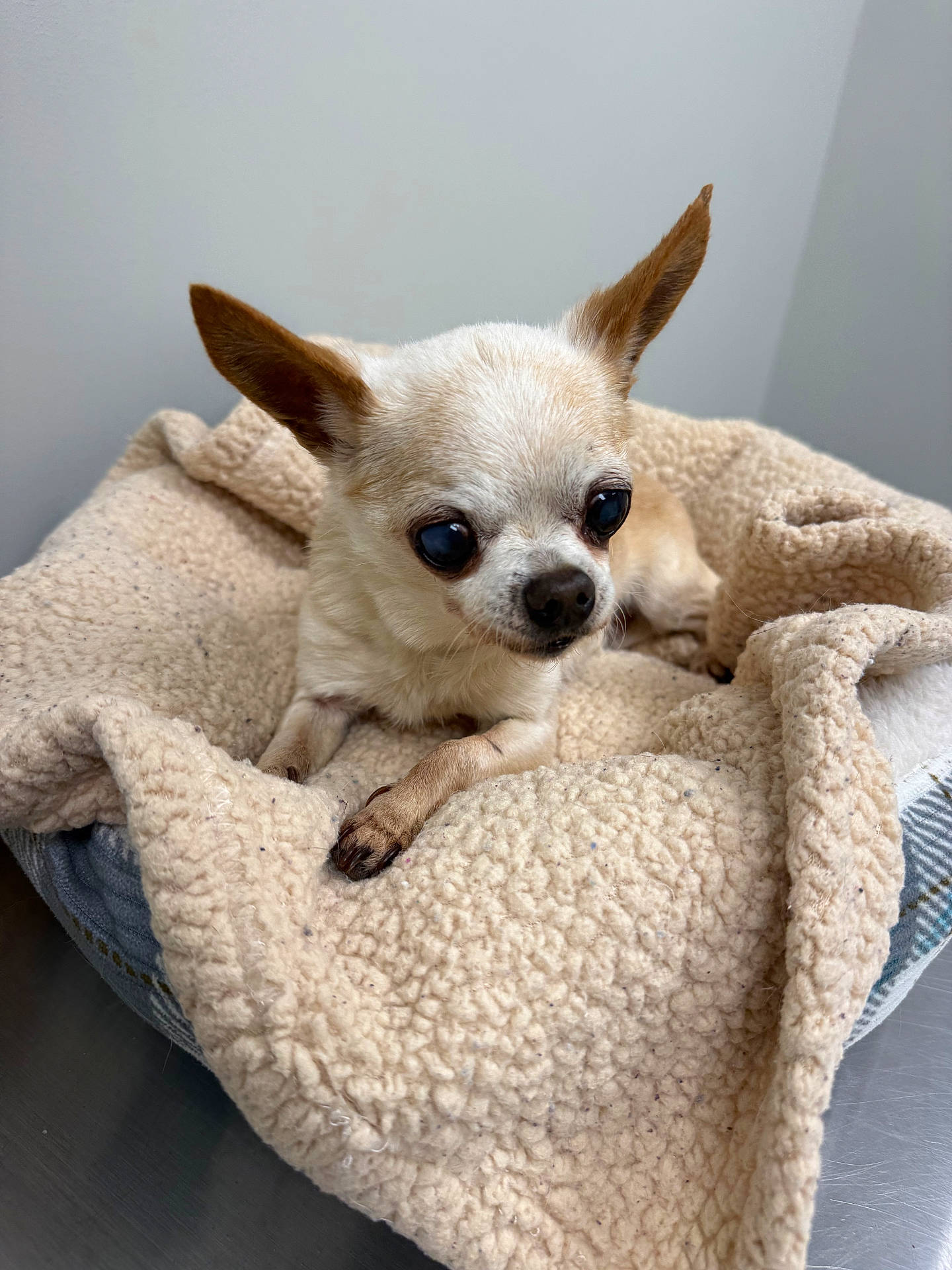 animal, bed, blanket, canine, chihuahua, companion, cozy, cute, dog, domestic_animal, ears, fleece, fur, indoor, looking_away, paw, pet, resting, small_dog, small_pet