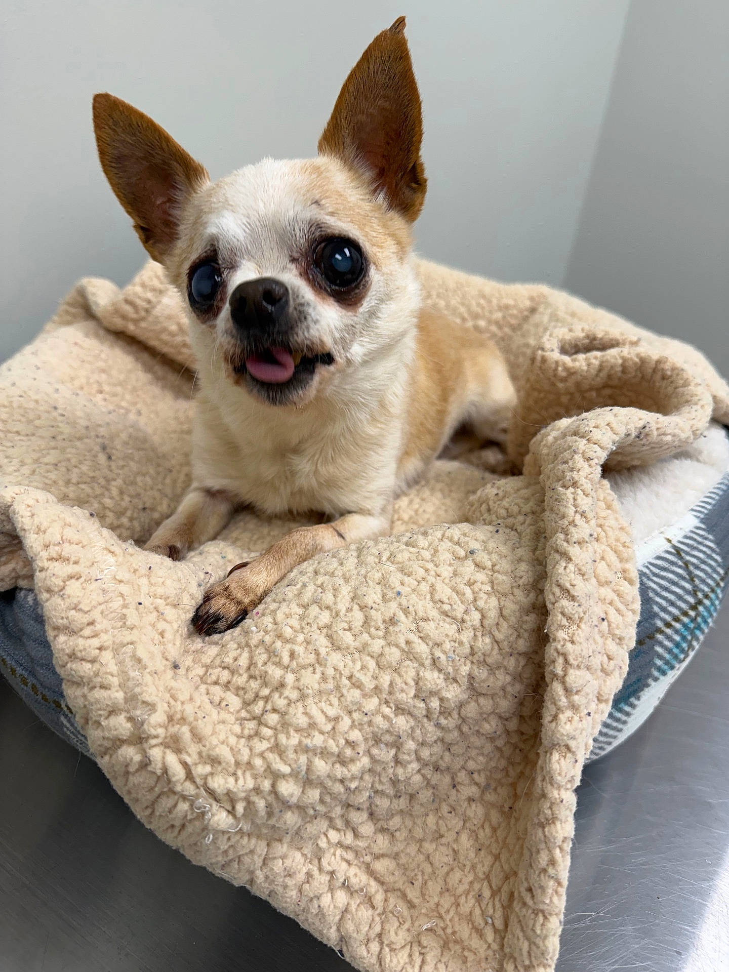 animal, bed, beige, blanket, chihuahua, companion, cozy, cute, dog, domestic_animal, ears, fleece, fur, indoor, looking_up, lying_down, paw, pet, small_dog, tongue_out