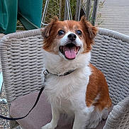 Chanel a rejoint le concours — aidez-le/la à gagner de superbes lots ! animal, brown_and_white, canine, chair, companion, cute, dog, domestic_animal, friendly, fur, happy, leash, outdoor, paw, pet, portrait, sitting, smiling, tongue_out, woven_chair