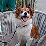 animal, brown_and_white, canine, chair, companion, cute, dog, domestic_animal, friendly, fur, happy, leash, outdoor, paw, pet, portrait, sitting, smiling, tongue_out, woven_chair