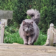 Ulysse participe au concours pour gagner de l'argent avec cette photo : cat, fluffy, gray, animal, pet, outdoor, bridge, wood, greenery, bushes, nature, tail, walking, confident, fur, eyes, whiskers, daylight, garden, closeup