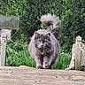 cat, fluffy, gray, animal, pet, outdoor, bridge, wood, greenery, bushes, nature, tail, walking, confident, fur, eyes, whiskers, daylight, garden, closeup