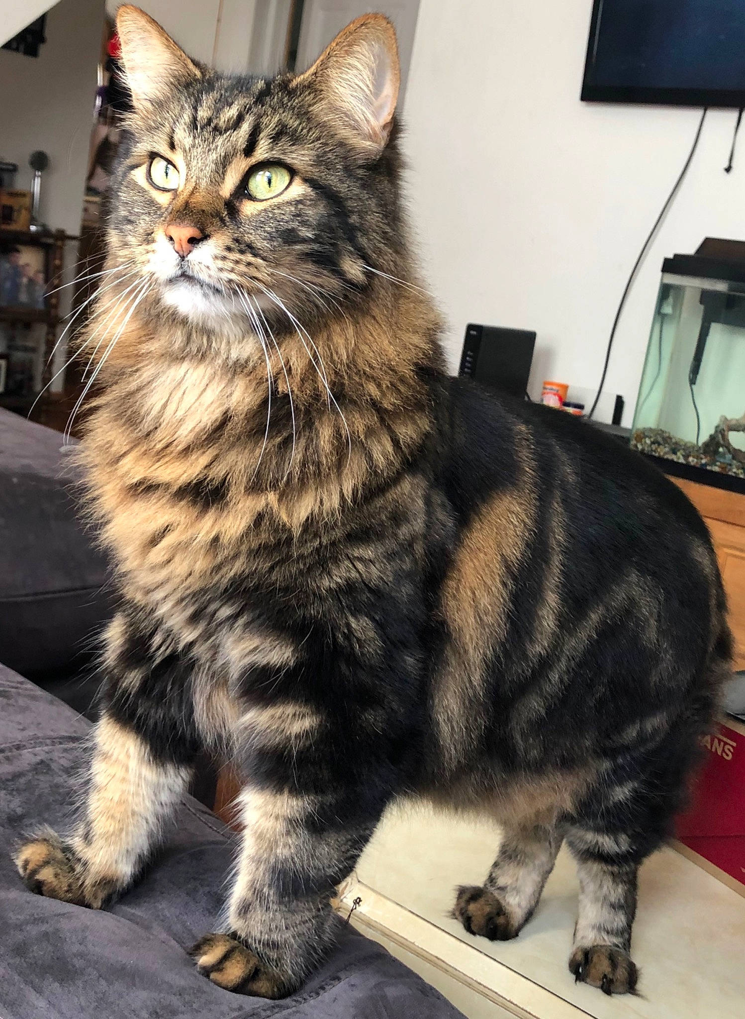 Bela joined the competition — help win amazing prizes! carnivore, cat, claw, domestic_short_haired_cat, felidae, fur, home_appliance, maine_coon, paw, plant, sitting, small_to_medium_sized_cats, snout, tail, television, terrestrial_animal, whiskers