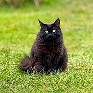Blackie is registered to the contest to win money with this photo: cat, black_cat, fluffy, grass, outdoor, animal, pet, nature, green, eyes, sitting, fur, whiskers, portrait, mammal, cute, alert, wildlife, domestic_cat, feline