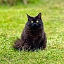 cat, black_cat, fluffy, grass, outdoor, animal, pet, nature, green, eyes, sitting, fur, whiskers, portrait, mammal, cute, alert, wildlife, domestic_cat, feline