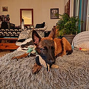 Asia a rejoint le concours — aidez-le/la à gagner de superbes lots ! dog, toy, blanket, furniture, plant, living_room, couch, indoor, home_decor, carpet, wooden_table, mirror, picture_frame, relaxed, pet, brown_dog, cozy, fabric, paw, ears