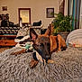 dog, toy, blanket, furniture, plant, living_room, couch, indoor, home_decor, carpet, wooden_table, mirror, picture_frame, relaxed, pet, brown_dog, cozy, fabric, paw, ears