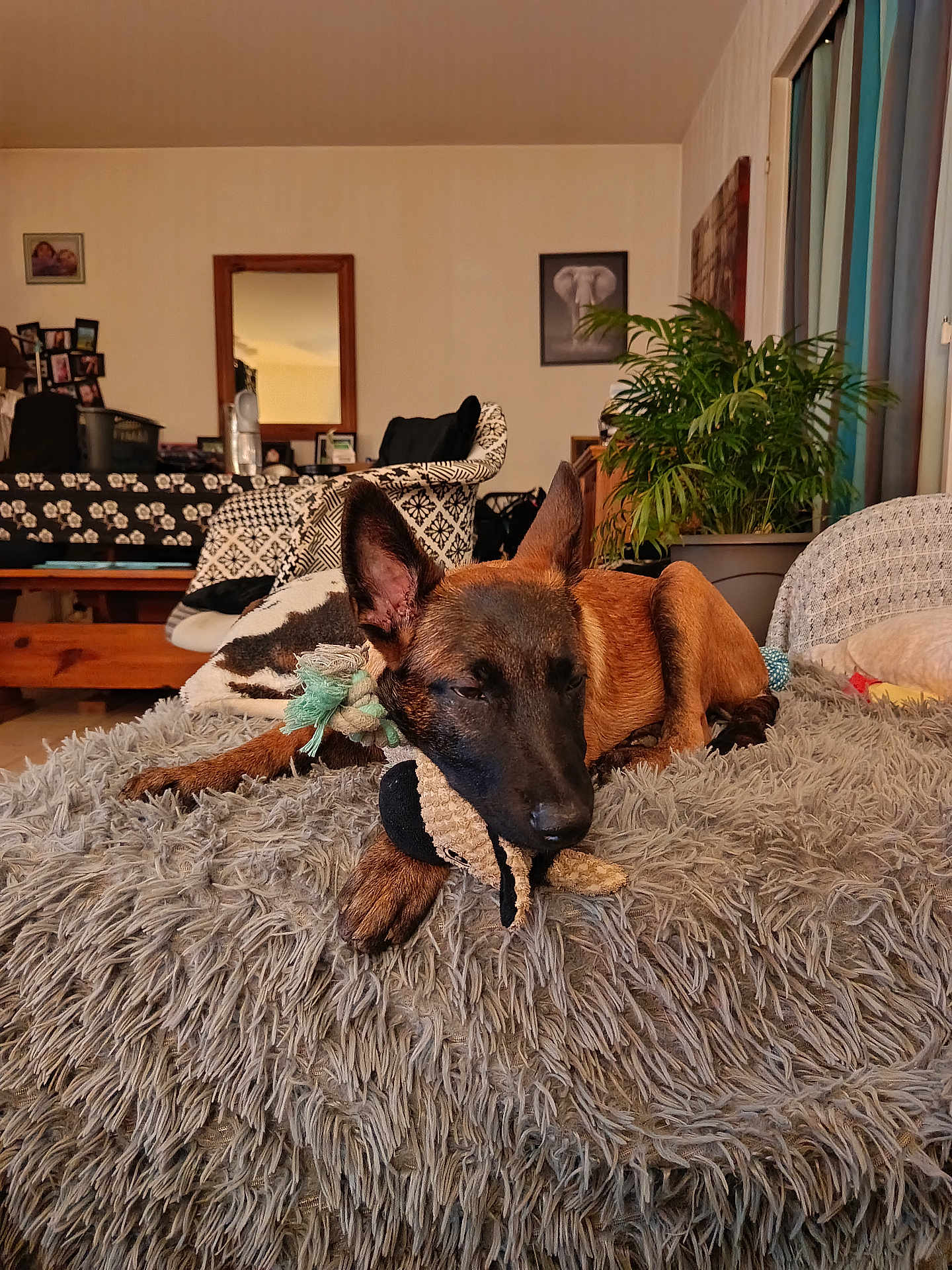 Asia a rejoint le concours — aidez-le/la à gagner de superbes lots ! dog, toy, blanket, furniture, plant, living_room, couch, indoor, home_decor, carpet, wooden_table, mirror, picture_frame, relaxed, pet, brown_dog, cozy, fabric, paw, ears