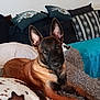 animal, belgian_malinois, black, blanket, brown, canine, couch, cozy, dog, ears, face, fur, furniture, home, indoor, laying, pet, pillow, relaxed, resting