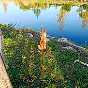 Asia participe au concours pour gagner de l'argent avec cette photo : animal, calm, canine, daytime, dog, grass, greenery, leash, nature, outdoor, park, peaceful, pond, reflection, rock, shadows, sitting, sunlight, trees, water