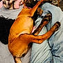 Asia participe au concours pour gagner de l'argent avec cette photo : animal, bed, blanket, brown_dog, casual, comfort, companion, cozy, dog, fabric, fur, home, human_leg, indoor, jeans, paw, pet, relaxed, resting, sleeping