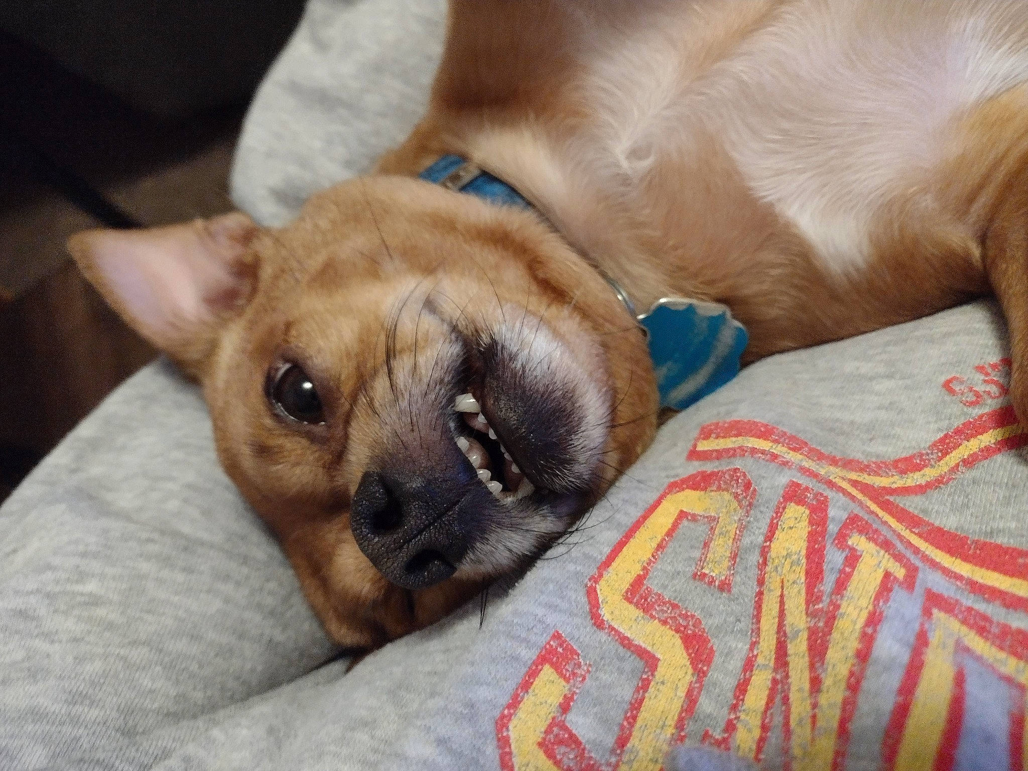 Roscoe joined the competition — help win amazing prizes! canidae, carnivore, collar, comfort, companion_dog, dog, dog_breed, fawn, fur, nap, non_sporting_group, paw, sleep, snout, sporting_group, terrestrial_animal, toy_dog, whiskers, working_animal