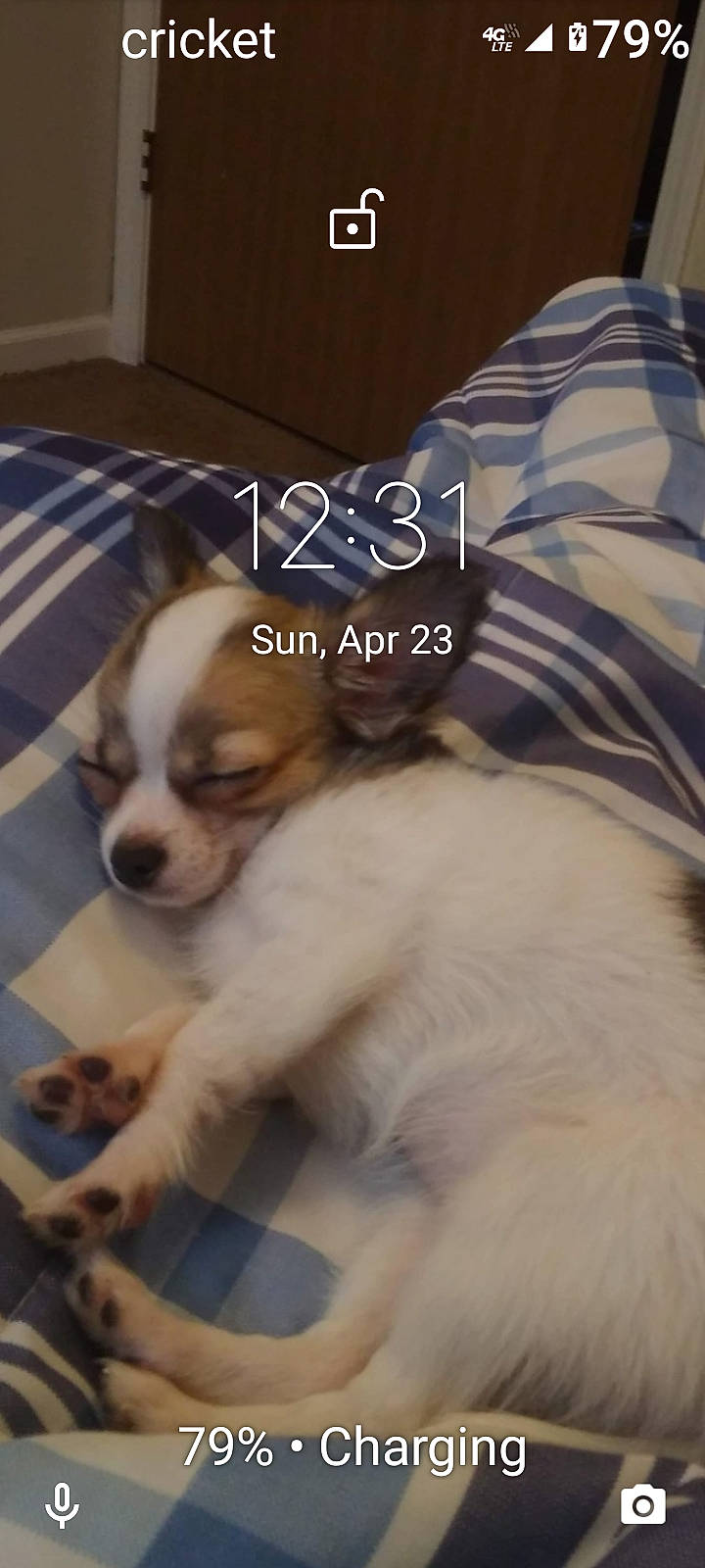 Kelsey joined the competition — help win amazing prizes! bored, carnivore, comfort, companion_dog, dog, dog_breed, dog_supply, door, fawn, flooring, font, fur, hardwood, paw, photo_caption, terrestrial_animal, toy_dog