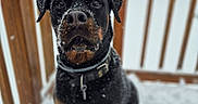 Kashmir is registered to the contest to win money with this photo: dog, rottweiler, snow, outdoor, pet, animal, canine, winter, snowflakes, fur, collar, portrait, wooden_railing, cold, background, sitting, cute, alert, black, brown